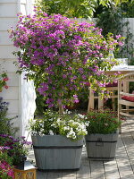 Bougainvillea underplanted with Solanum jasminoides (Jasmine nightshade)