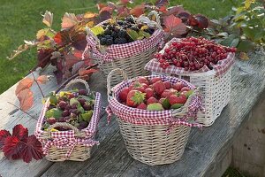 Himbeeren, Brombeeren (Rubus), Erdbeeeren (Fragria) und Johannisbeeren