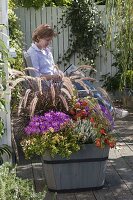 Planting a wooden tub with grass and asters in autumn (3/3)