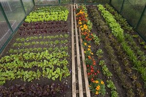 Greenhouse with colourful lettuces, chard (Beta), spinach (Spinacia)