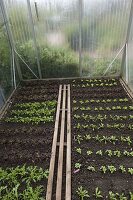 Gewächshhaus mit verschiedenen Salat-Jungpflanzen