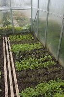 Greenhouse with various Asian lettuces (Brassica)