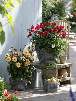 Dahlia Dreamy 'Passion Eye' (Dahlias) in baskets