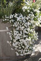 Bacopa Taifun 'Mega White' (Snowflake)