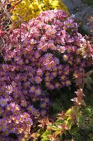 Ajania Bellanie 'Bengo' (Silberchrysantheme)