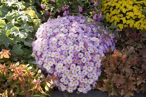 Chrysanthemum 'Ajax' (Autumn Chrysanthemum)