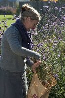 Woman harvesting seeds of Nigella (Jungfer im Grünen)