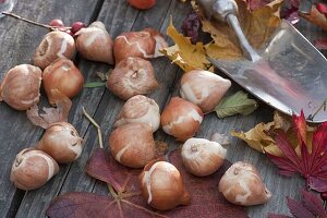 Bulbs of Tulipa (tulips), small hand shovel, autumn foliage