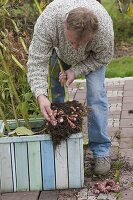 Man harvesting Jerusalem artichoke tubers in autumn