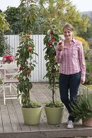 Planting columnar apples on patio in containers 5/5