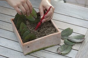 Stecklingsvermehrung von Sedum