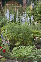 Artist's garden: Delphinium next to vegetables