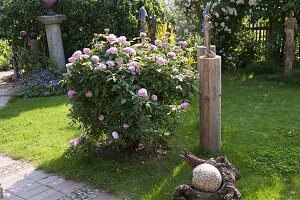 Artist's garden Rosa 'Jacques Cartier'