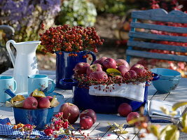 Tisch mit Äpfeln (Malus) und Hagebutten (Rosa) in blauen Gefäßen