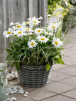 Leucanthemum 'White Mountain' (daisy) in basket