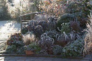 Frozen autumnal bed with perennials and grasses