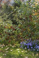 Malus 'Evereste' (ornamental apple) with Viola cornuta 'Columbine' (horned violet)