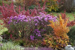 Berberis thunbergii 'Atropurpurea', 'Golden Ring', 'Golden Torch' (Barberry)