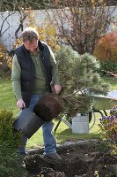 Mann nimmt Pinus banksiana 'Arktis' (Banks-Kiefer) aus dem Topf