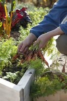 Create trapeze beds as a vegetable and herb garden