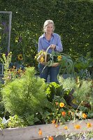 Creating trapezoidal beds as a vegetable and herb garden