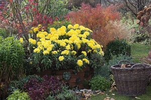 Chrysanthemum indicum 'Novembersonne' (Herbstchrysantheme), Spiraea