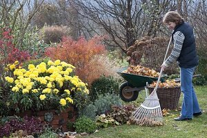 Chrysanthemum indicum 'Novembersonne' (Herbstchrysantheme), Spiraea