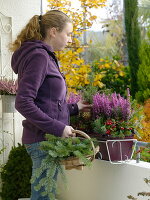 Woman puts branches of Abies (fir) in balcony box with Erica