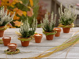 Calluna 'Alicia' (Bud-flowering broom heather) and white candles