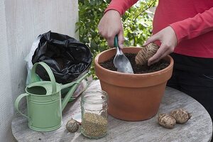 Planting giant taro tuber 1/2