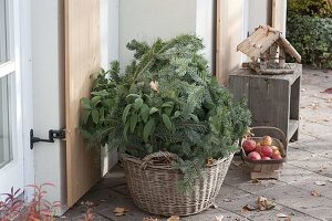 Woman placing herbs in basket for hibernation with autumn leaves