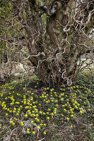 Eranthis hyemalis (Winterlinge) unter Corylus avellana 'Contorta' (Korkenzieher-Hasel)