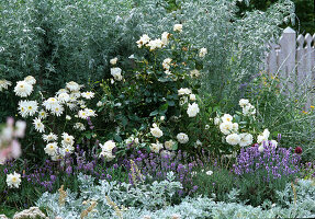 White-blue perennial border, Sedum album 'Coral