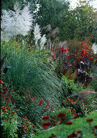 Cortaderia, Canna indica (Indisches Blumenrohr)