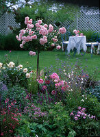 Rosa 'Bonica 82' (Rosenstämmchen), Gaura (Prachtkerzen)