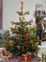 Abies nordmanniana (Nordmann fir) decorated as Christmas tree