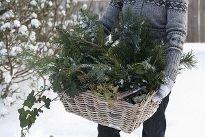 Freshly cut greens for Christmas floristry in basket