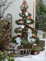 Hedera (ivy) grown in the shape of a fir tree, decorated as a Christmas tree