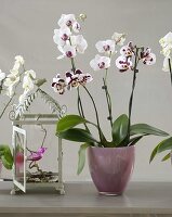 Phalaenopsis (Malay flower, butterfly orchid) in glass pot