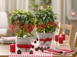 Ardisia crenata (Spitzblume, Ardisie) in Töpfen mit Filz - Verkleidung