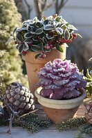 Gaultheria, Brassica, Pinus