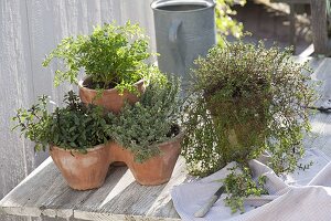 Savory (Satureja), anthriscus (chervil), lemon thyme