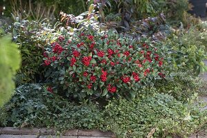 Skimmia japonica 'Olympic Flame' (fruit cimmia) between Hedera (ivy)