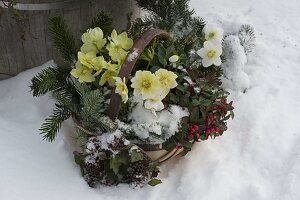 Basket with Helleborus niger (Christmas roses), Gaultheria (mock berry)