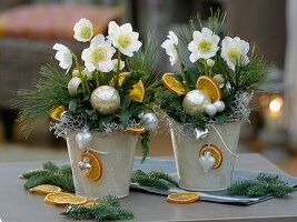 Weihnachtlich geschmückte Christrosen