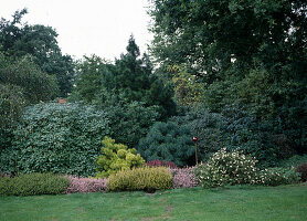 Rhododendron, pinus Contorta 'Frisian Gold'