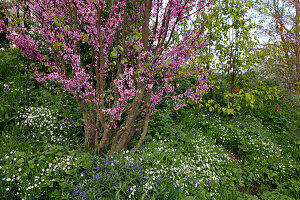 Cercis (Judasbaum), Buglossoides (Steinsame), Stellaria (Sternmiere)