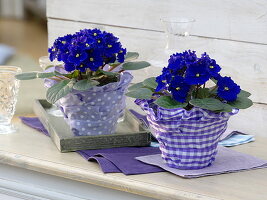 Spice up glasses as planters with ribbons