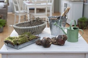 Planting amaryllis in a rustic bowl (1/5)