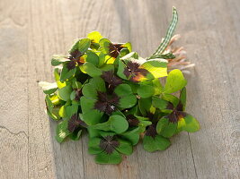 Small bouquet of Oxalis deppei (Lucky Clover)